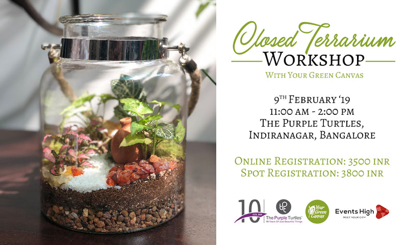 Closed Terrarium Workshop The Purple Turtles Online Home Decor