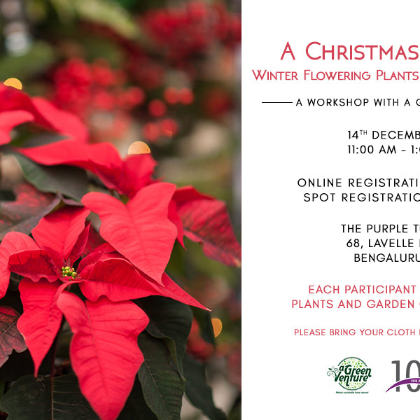 A Christmas Special: Winter Flowering Plants & Herbal Varieties Workshop