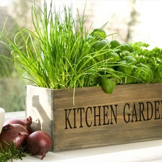 5 Tips for Kitchen Gardening