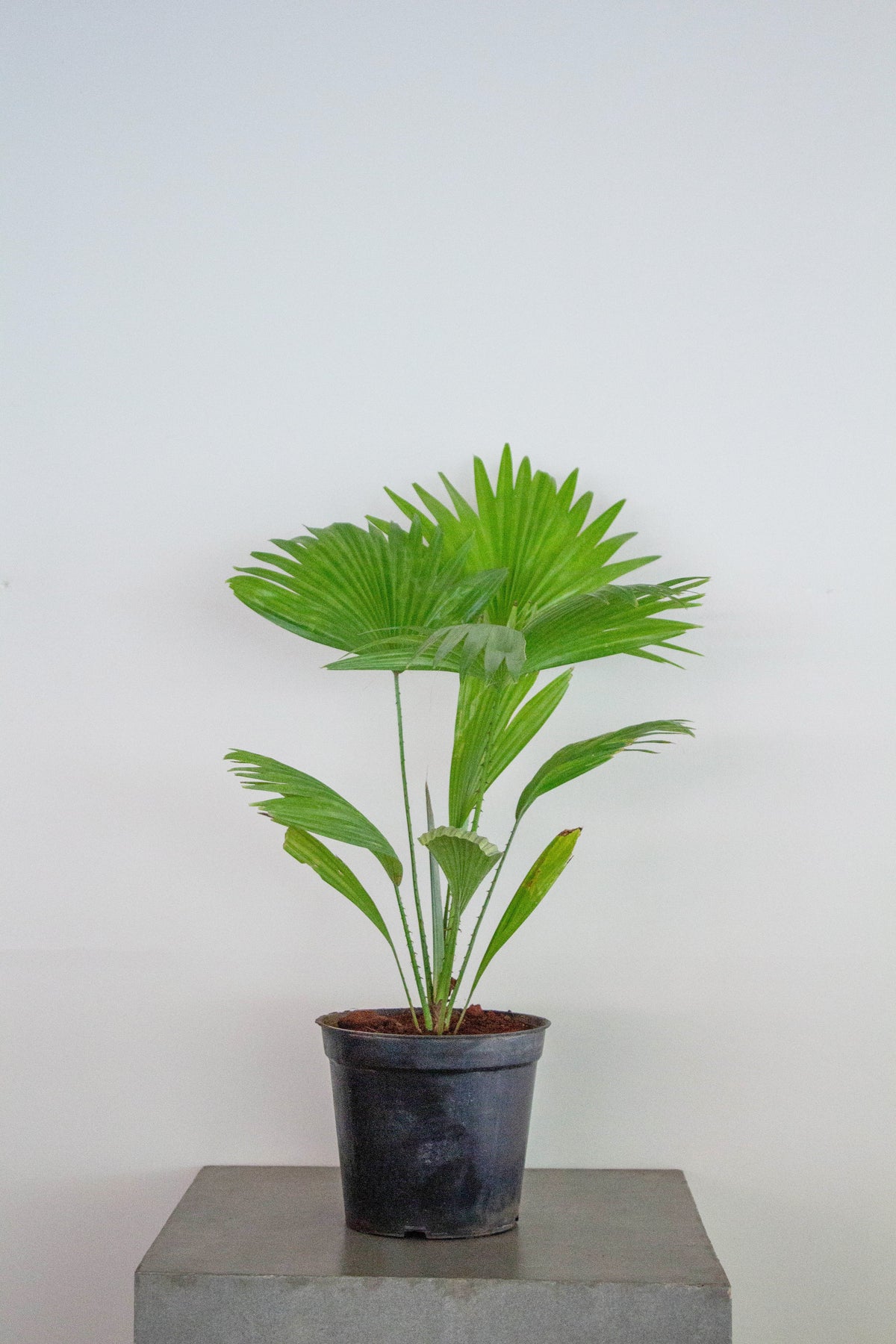 Buy Online Plants In India Indoor Plants Online The Purple Turtles
