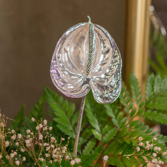 Fresh Anthurium With Stem Dipped In 999 Silver
