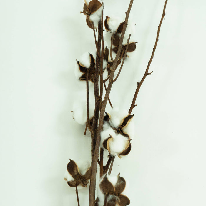 Cotton Flower Branch